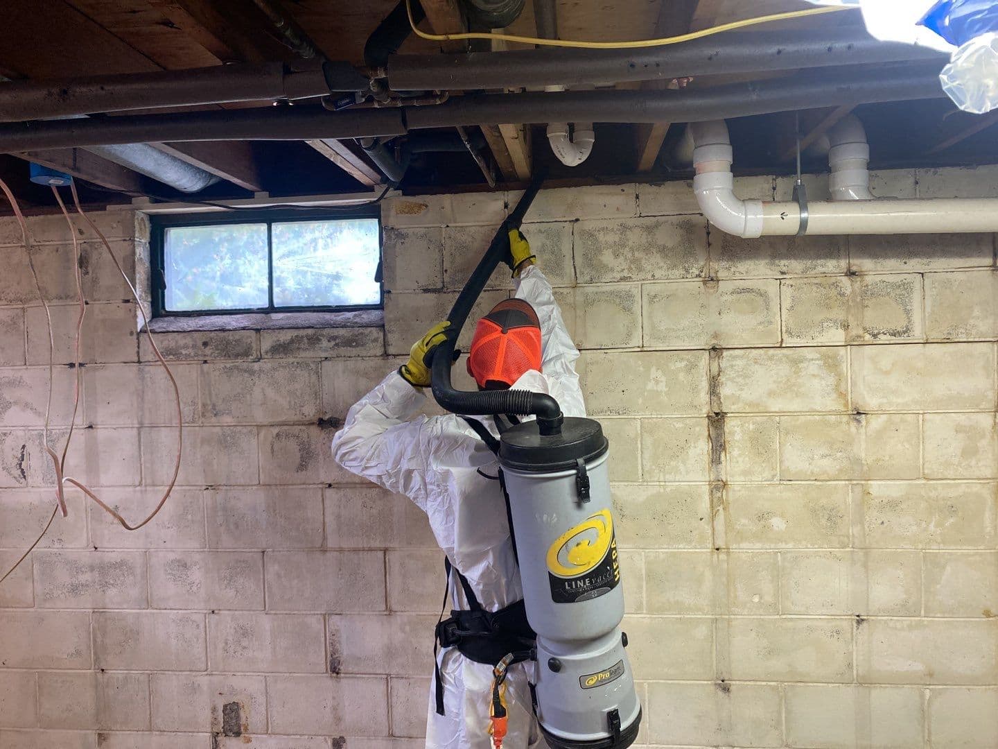 Common Types of Household Mold and What They Mean
